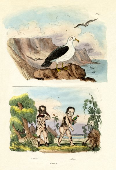 Albatross by French School